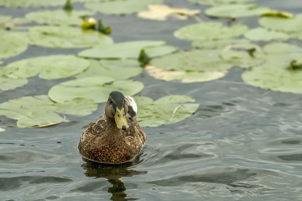 Canard dans le lac — Photo