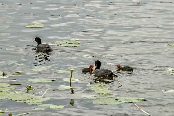 Ente mit Kindern — Stockfoto