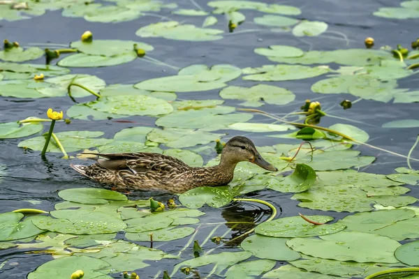 Eend vliegen in lake — Stockfoto