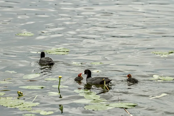 Ente ernährt ihre Kinder — Stockfoto