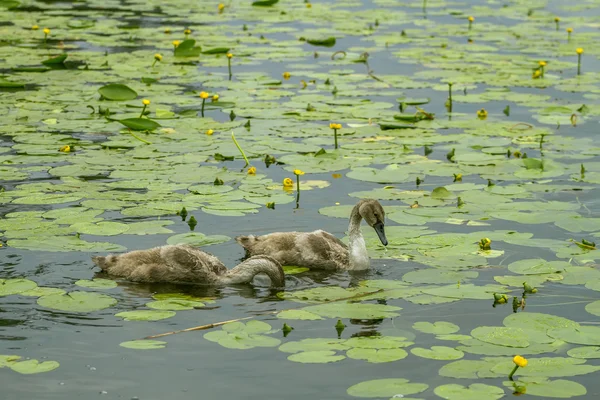 Zwei Enten fliegen zwischen den Lilien — Stockfoto