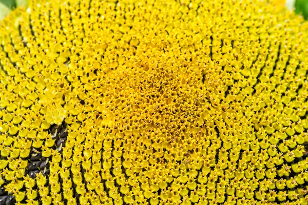 Sunflower macro in summer — Stock Photo, Image