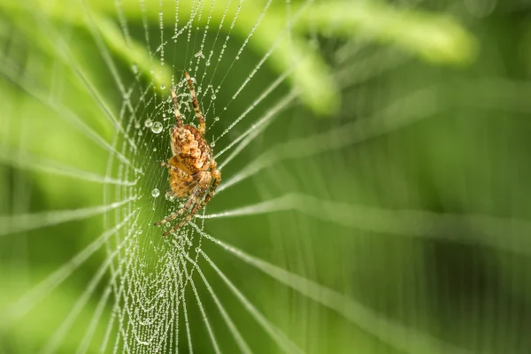 Sallanmaya örümcek ağları — Stok fotoğraf