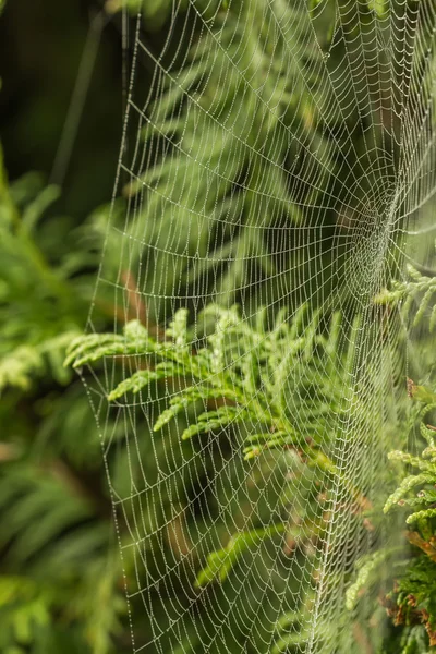 가 거미 — 스톡 사진