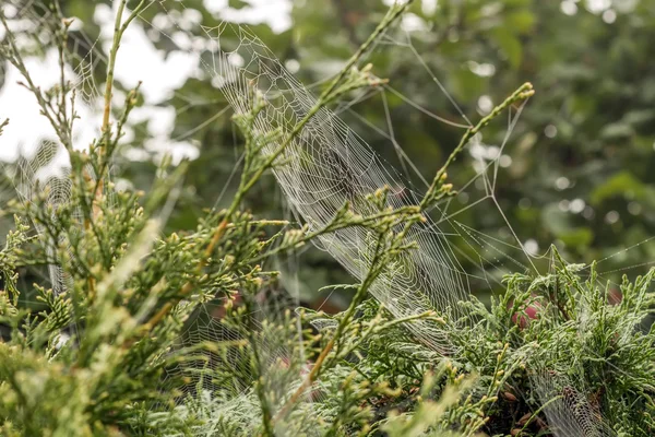Павутинки для гойдання на деревах — стокове фото