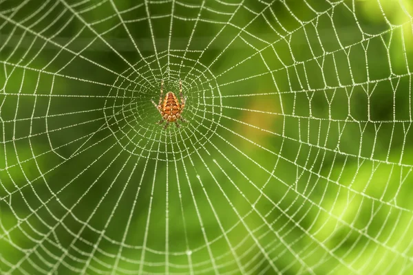 Örümcek ağı orta