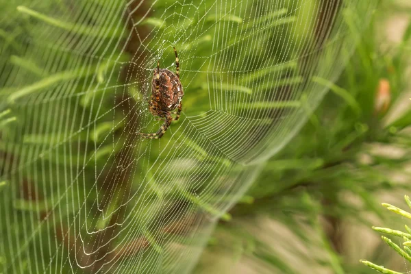 Grande aranha no meio — Fotografia de Stock