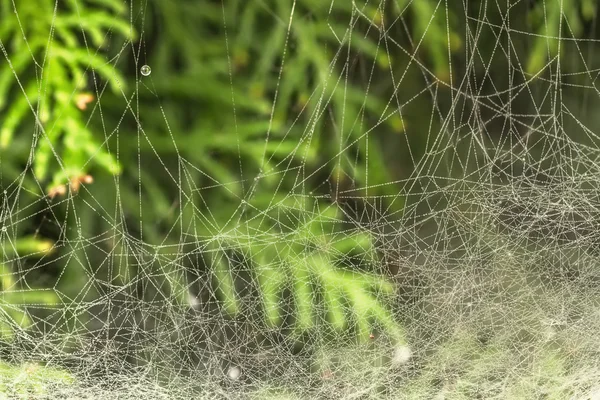 Grande teia de aranha no outono — Fotografia de Stock