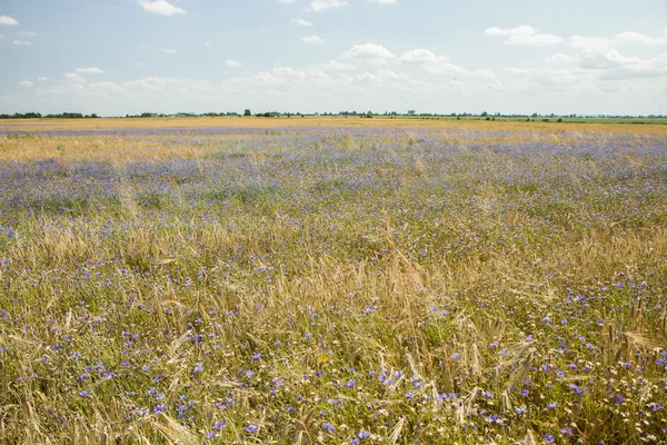 Trigo de campos — Fotografia de Stock