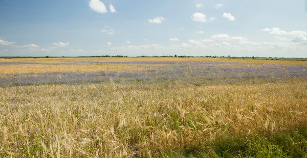 Panorama dos grãos — Fotografia de Stock