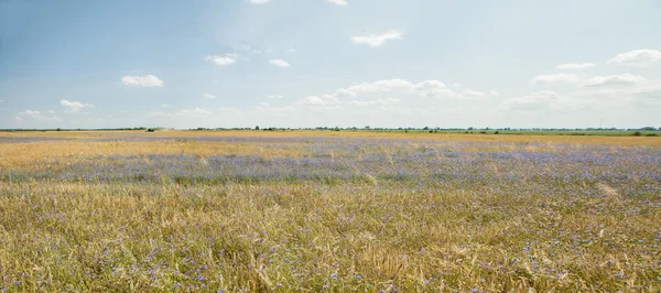 Zbiorów panorama — Zdjęcie stockowe