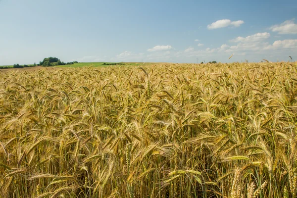 Mooi tarwe — Stockfoto