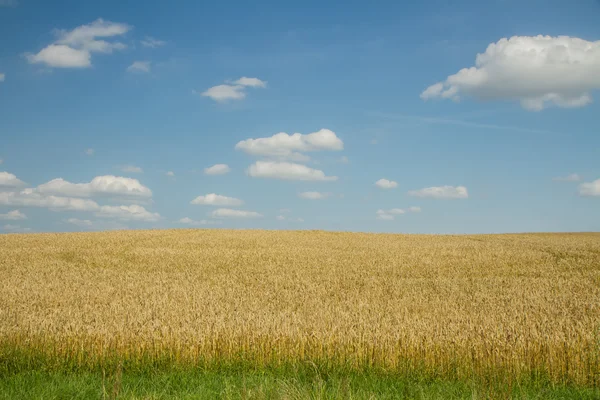 Gouden tarwe in de zomer — Stockfoto