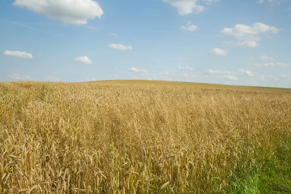 Gouden tarweveld — Stockfoto