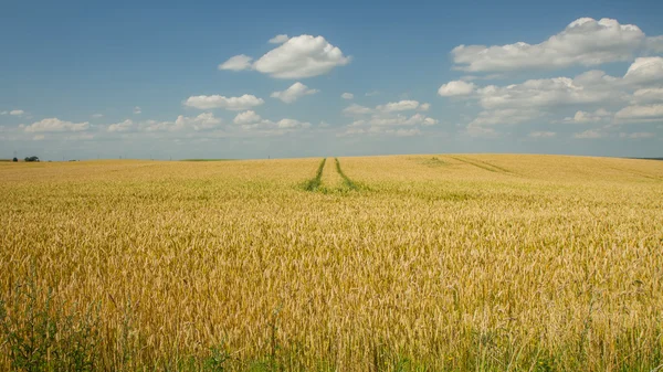 Sentier à travers le champ — Photo