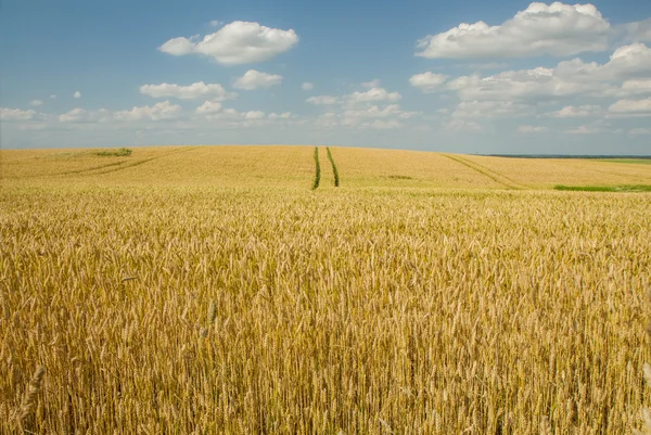 Campo di grano orizzonte — Foto Stock
