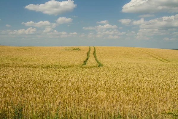 Pain dans le champ de blé — Photo