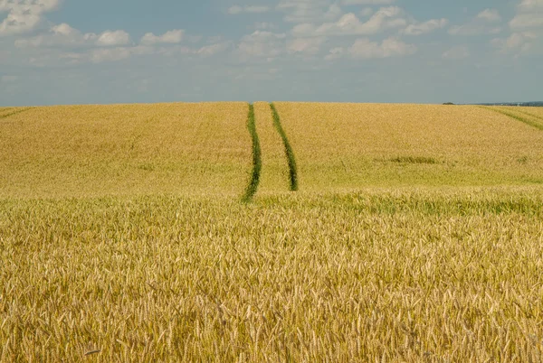 Sentier à travers le champ de blé — Photo