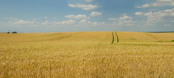 Panorama pola pszenicy kok — Zdjęcie stockowe