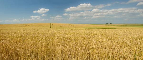 小麦现场全景 — 图库照片