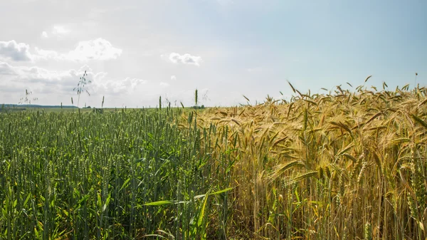 Vete mot himlen — Stockfoto