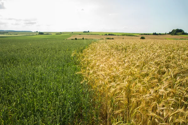 Groene of rijp — Stockfoto