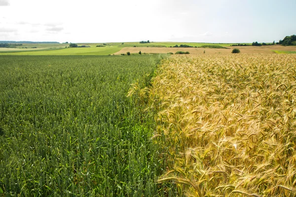 Veld contrast — Stockfoto