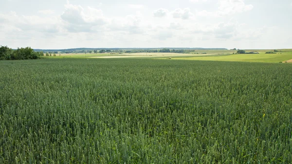 Velden van groen — Stockfoto