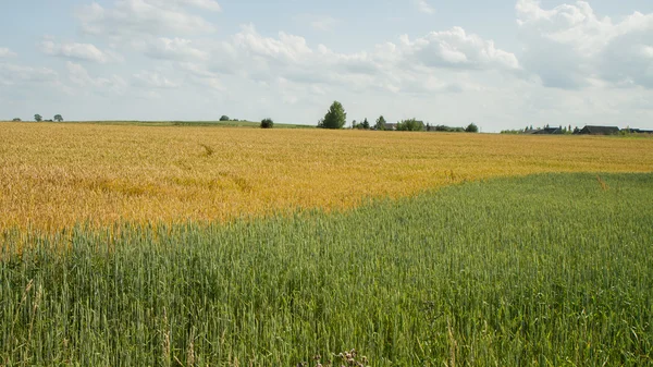 Żółty i zielony — Zdjęcie stockowe