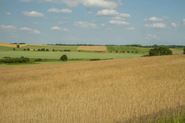 Campos de cereais — Fotografia de Stock