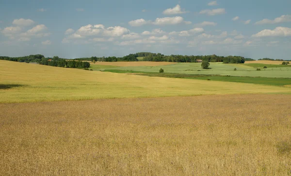 Beautiful fields — Stock Photo, Image