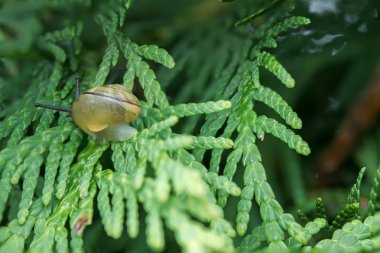 Mazı (bitki) sürünen salyangoz