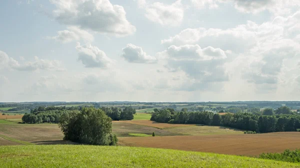 Fields with trees panorama — Stock Photo, Image