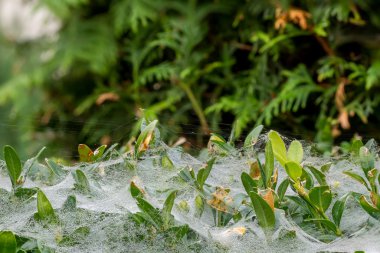 bir web örümcek dokuma