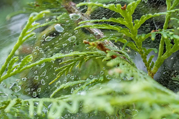 Aranha tecida — Fotografia de Stock