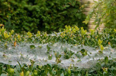 Sonbahar örümcek ağı