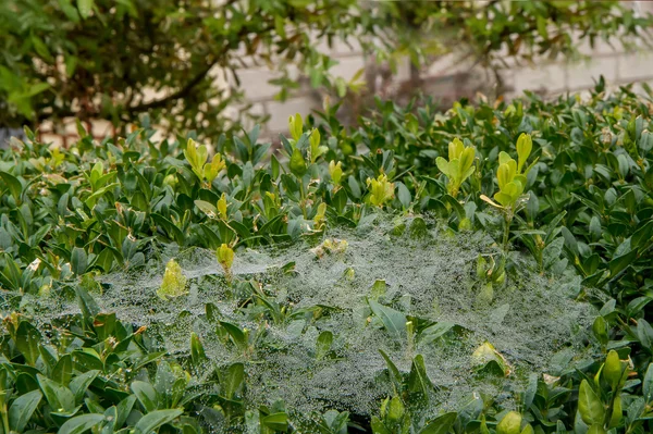 녹색에서가 거미줄 — 스톡 사진