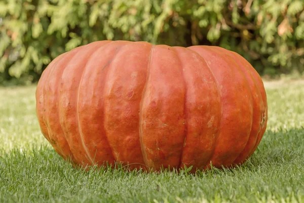 Big red pumpkin — Stock Photo, Image