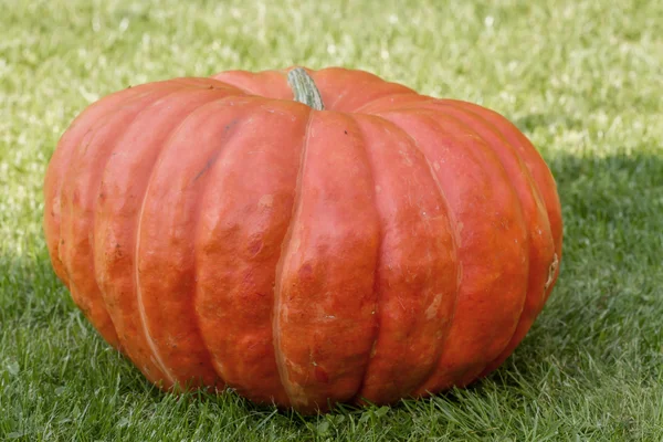 Pumpkin  for Halloween — Stock Photo, Image