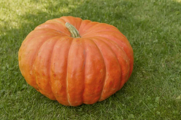 Pumpkin beautiful — Stock Photo, Image