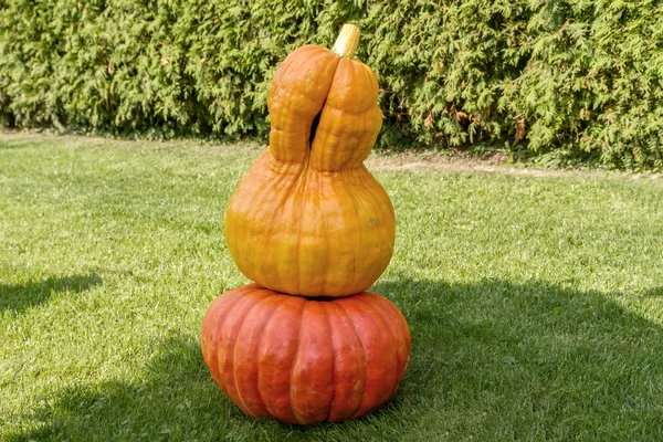 Two pumpkin — Stock Photo, Image