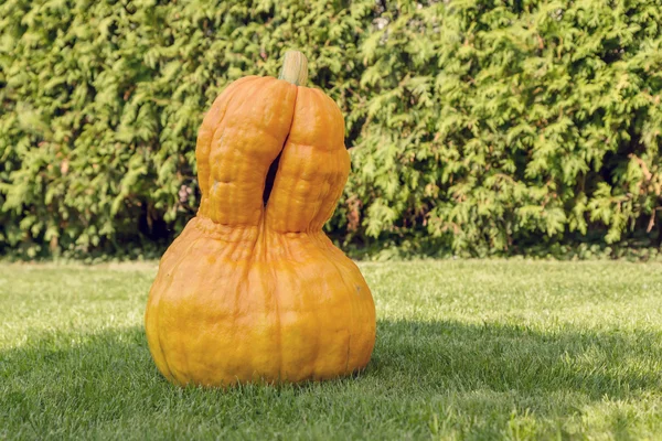 Yellow pumpkin — Stock Photo, Image