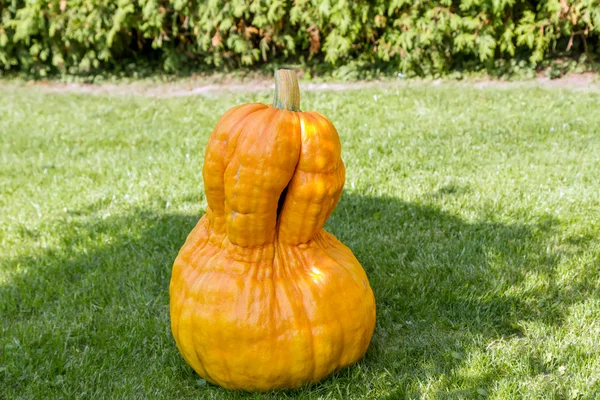 Beautiful  pumpkin — Stock Photo, Image