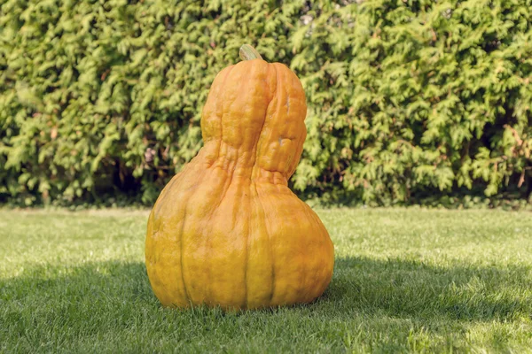 Yellow big pumpkin — Stock Photo, Image