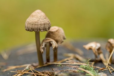 Mantar güdük makro üzerinde