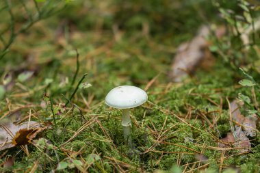 Beyaz yenilebilir mantar