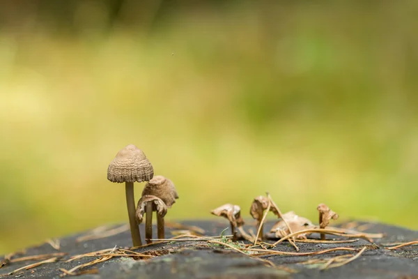 Mushrooms on stump — Stock Photo, Image