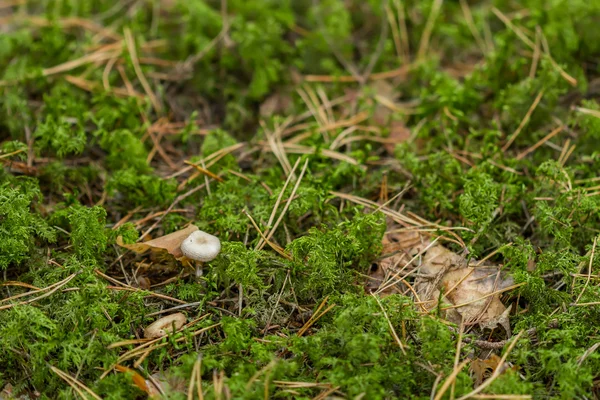 Green moss — Stock Photo, Image