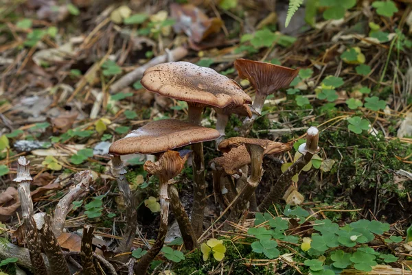 Toadstool — Stock fotografie