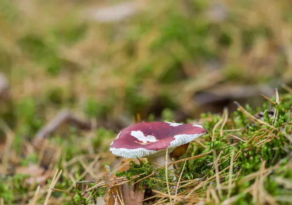 Wormy red mushroom — Stock Photo, Image